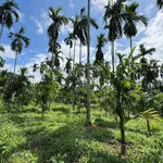 Bán đất 5000m² Trần Quý Cáp view hồ EaTam 7 tỷ 5 - Ảnh thu nhỏ 3