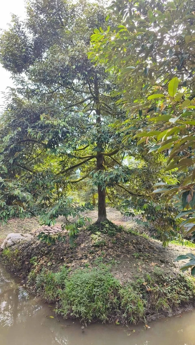 Bán 11 công đất trồng sầu riêng Cần Thơ, 400 triệu/1000m2 - Ảnh thu nhỏ 4