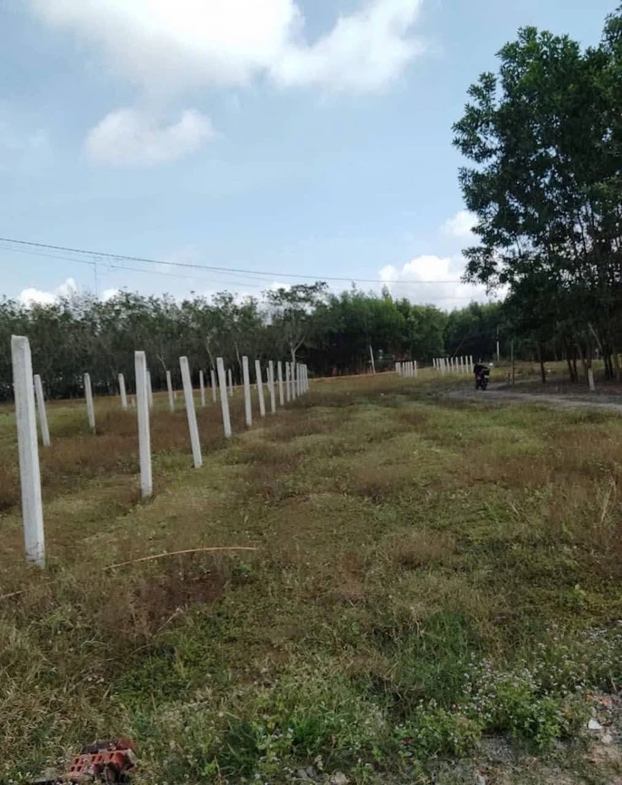 Bán đất cây lâu năm 5,5x40m giá 140 triệu tại Trí Bình, Châu Thành, Tây Ninh - Ảnh 1