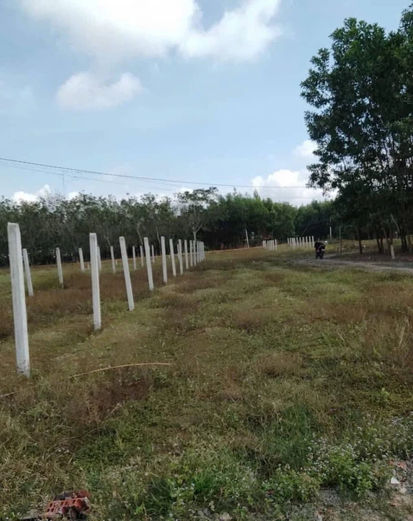 Bán đất cây lâu năm 5,5x40m giá 140 triệu tại Trí Bình, Châu Thành, Tây Ninh