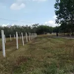 Bán đất cây lâu năm 5,5x40m giá 140 triệu tại Trí Bình, Châu Thành, Tây Ninh - Ảnh thu nhỏ 1