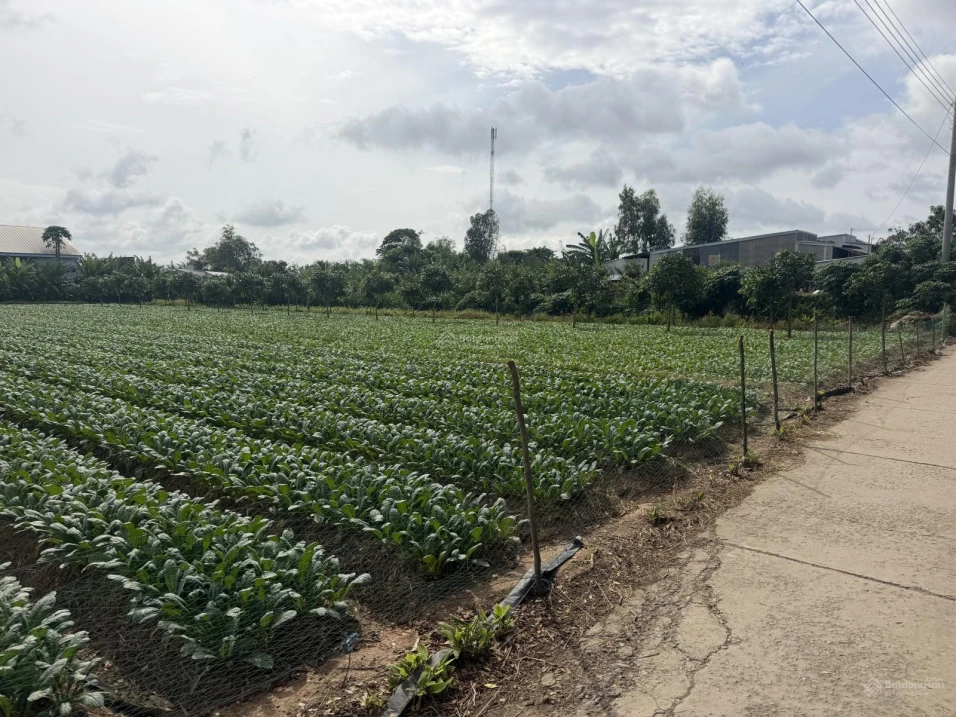 Bán đất cây lâu năm tại Cồn Bà Hoà Xã Bình Thạnh Huyện Châu Thành AG - Ảnh thu nhỏ 2