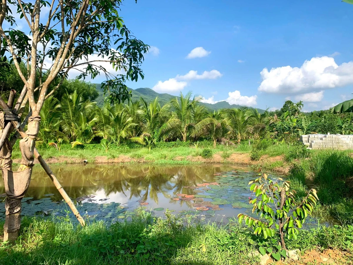 Bán đất 6.000m² có thổ cư Bình Điền Huế - Ảnh thu nhỏ 4