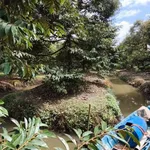 Bán 11 công đất trồng sầu riêng Cần Thơ, 400 triệu/1000m2 - Ảnh thu nhỏ 3