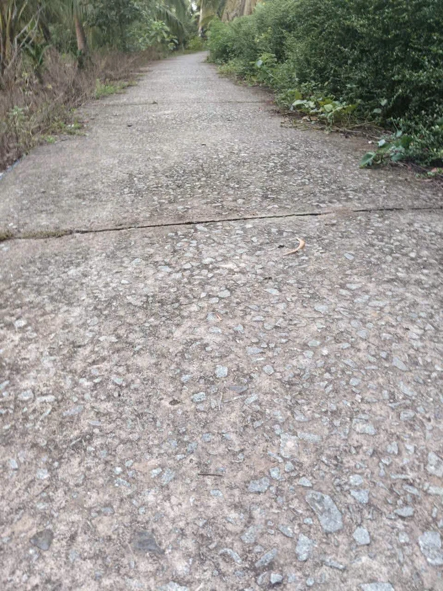 Bán đất 750m² Tân Thành Bình, Mỏ Cày Bắc, Bến Tre - Ảnh 1
