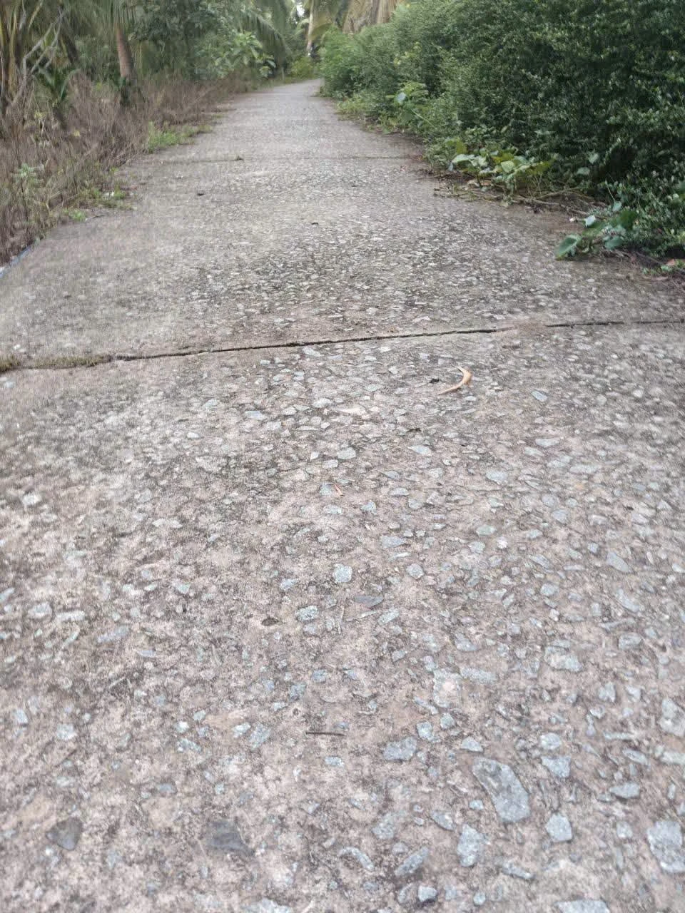 Bán đất 750m² Tân Thành Bình, Mỏ Cày Bắc, Bến Tre - Ảnh 1