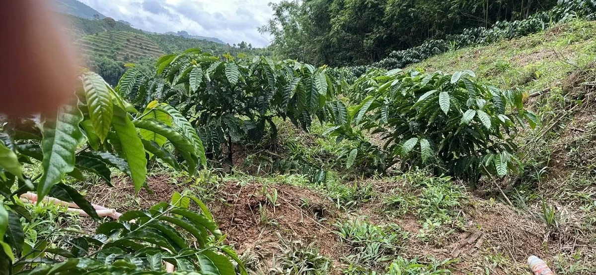 Bán gấp 2,8 ha đất trồng cacao tại Lâm Đồng 2,5 tỷ - Ảnh 1