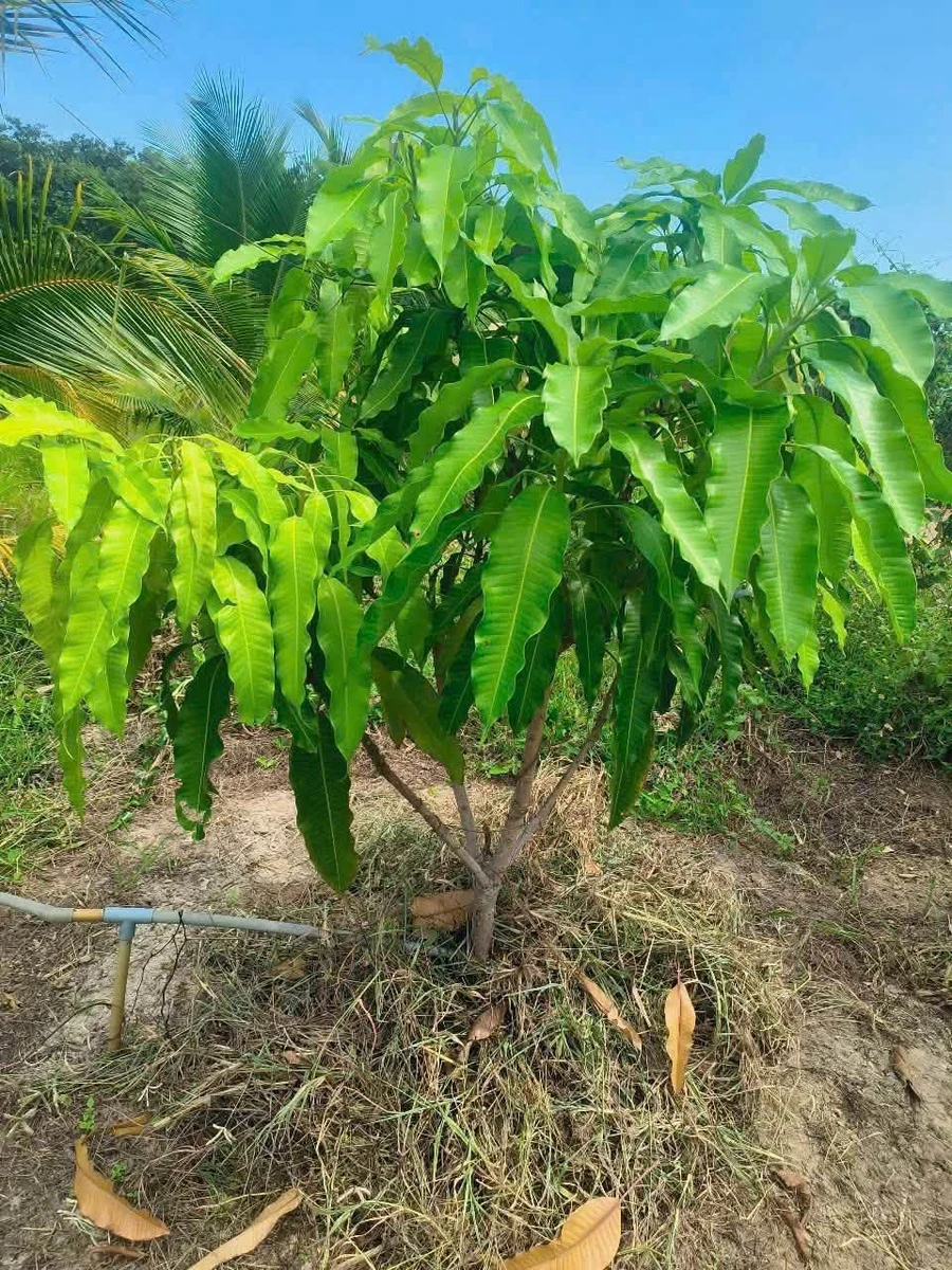 Bán đất vườn 1,2 mẫu (7,6 sào) 1 tỷ 4 Bình Chánh - Ảnh thu nhỏ 5
