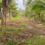 Bán 1100m2 đất vườn dừa Phú Tân, Cần Giờ - Ảnh thu nhỏ 1