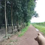 Bán 1ha đất cao su Phú Giáo, Bình Dương, 4,3 tỷ - Ảnh thu nhỏ 2