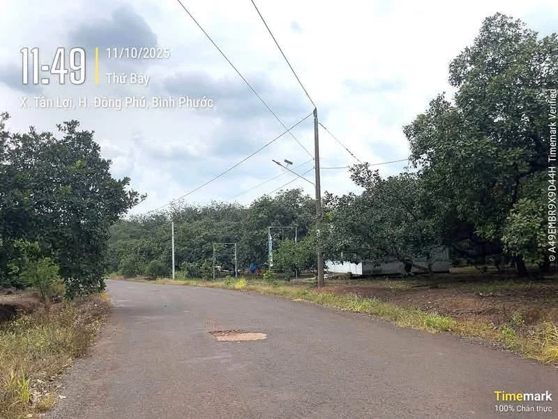 Bán đất nền 100m² sổ sẵn Đồng Phú Bình Dương - Ảnh thu nhỏ 3