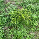 Bán đất 8 hectare Bảo Lâm Lâm Đồng 900 triệu - Ảnh thu nhỏ 1