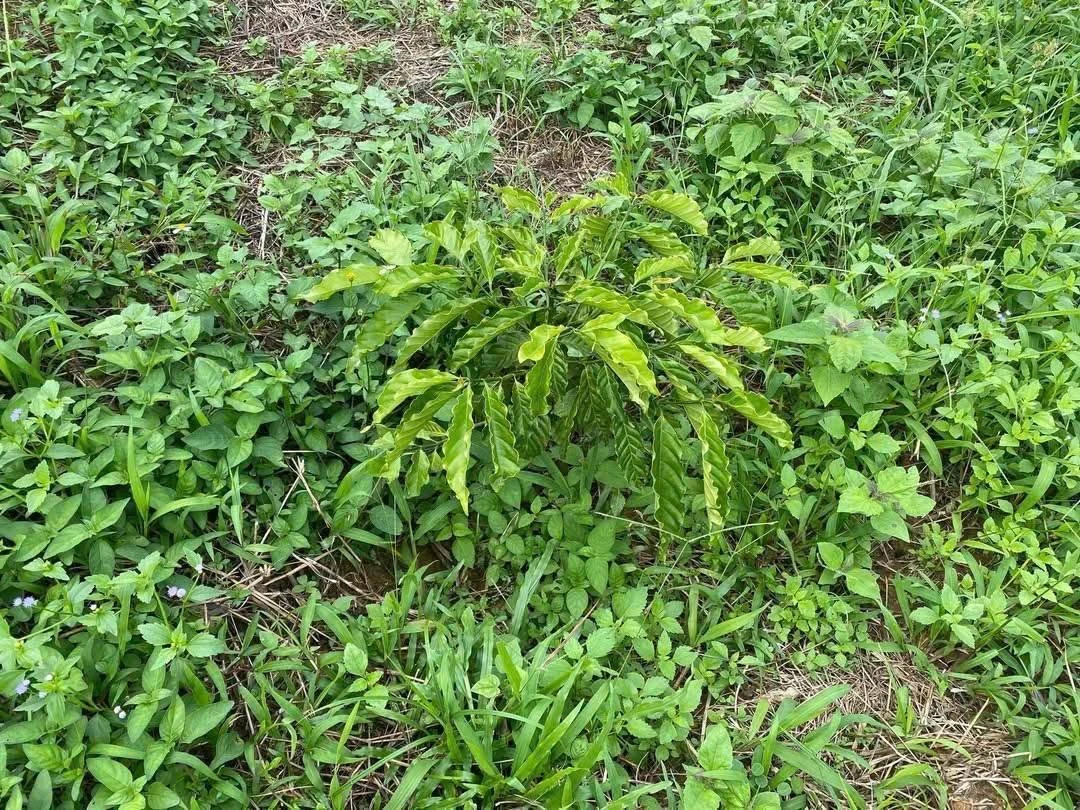 Bán đất 8 hectare Bảo Lâm Lâm Đồng 900 triệu - Ảnh 1