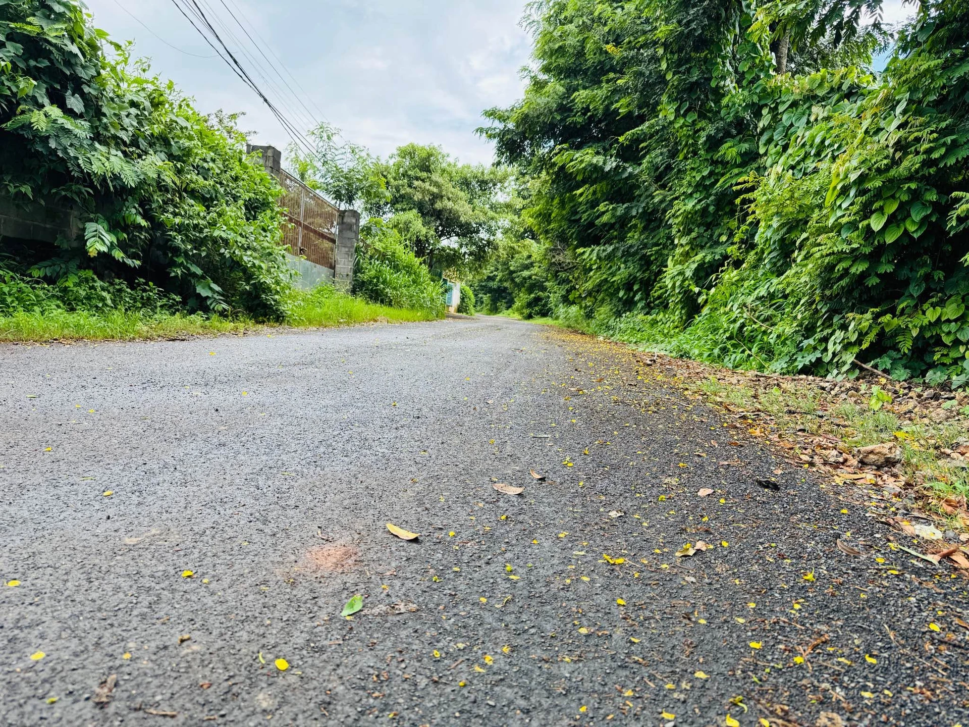 Bán đất vườn 1283m2 (300m2 thổ cư) giá 4,95 tỷ tại phường Tân Lập, Buôn Ma Thuột - Ảnh 1