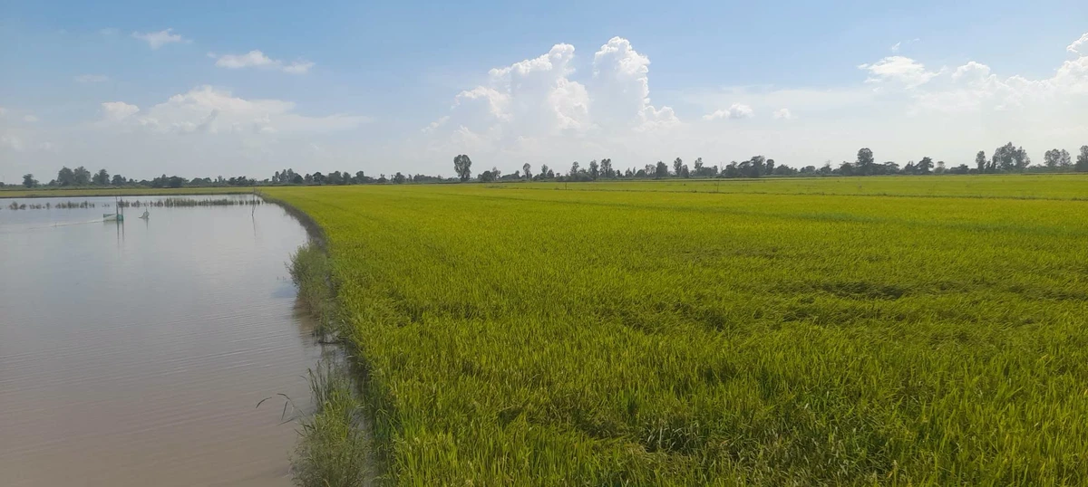 Bán 1296m2 đất nông nghiệp Vĩnh Thạnh, Cần Thơ - Ảnh thu nhỏ 2