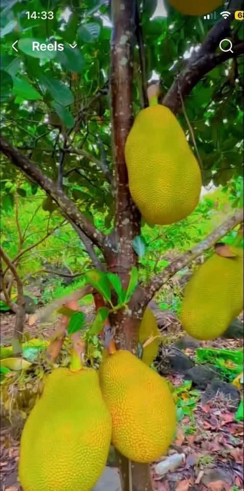 Bán 1 sào đất trái cây Phú Vinh Đồng Nai 549 triệu - Ảnh thu nhỏ 4