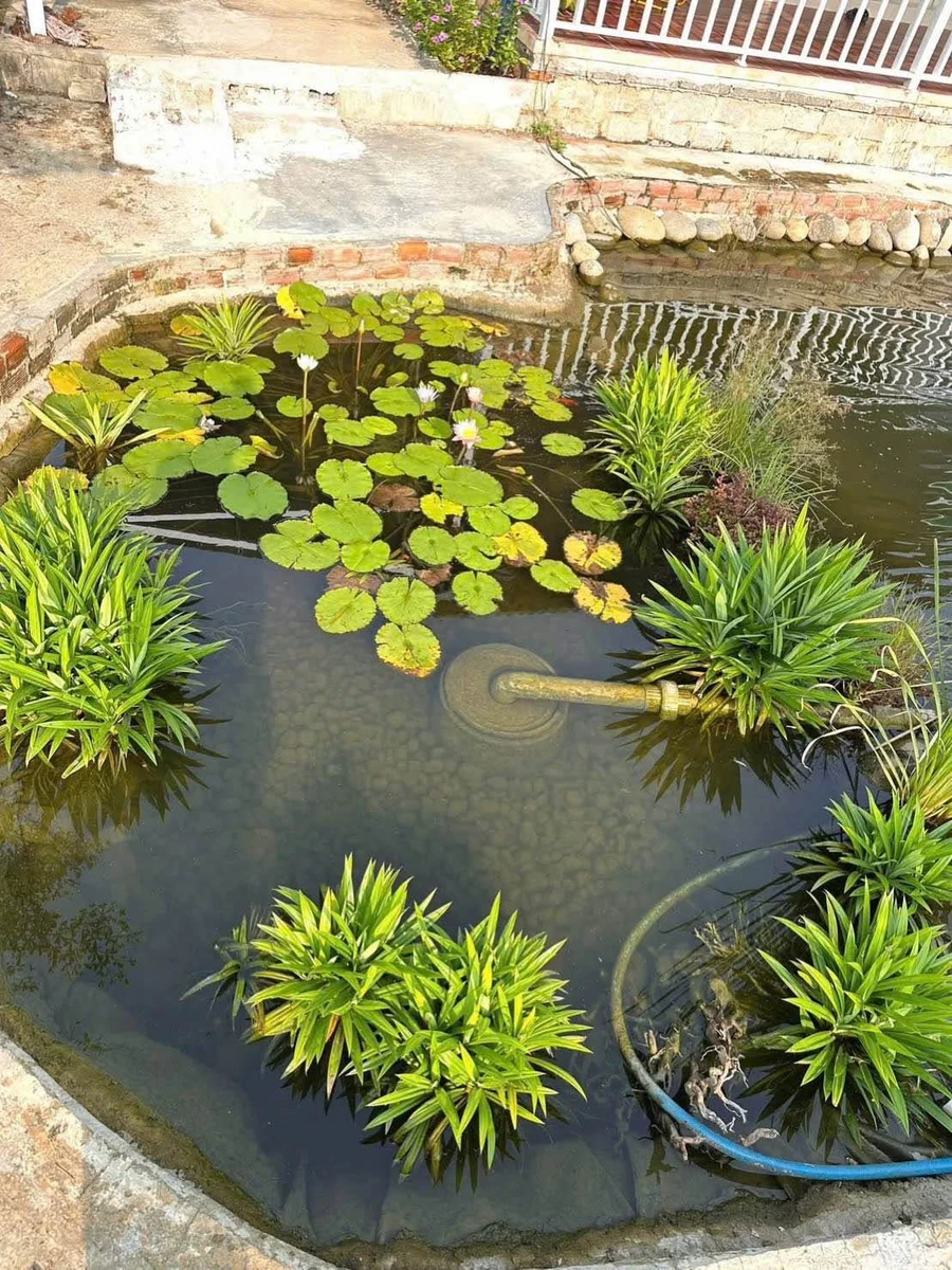Bán nhà vườn 445m² 2 mặt tiền Phường Bình Thuận - Ảnh thu nhỏ 2