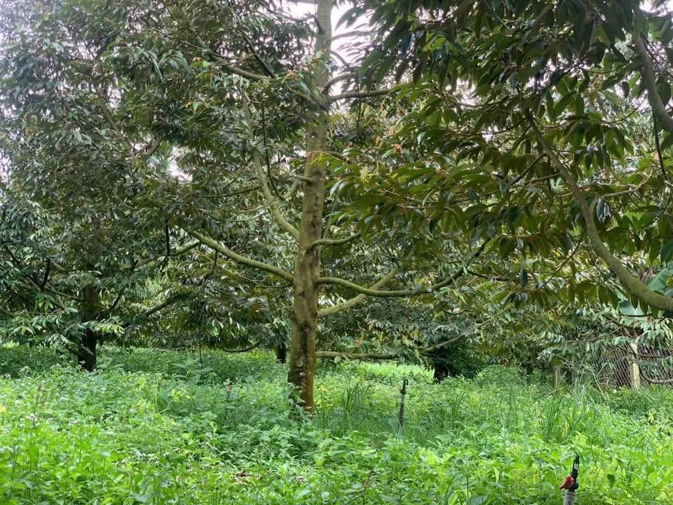 Bán đất vườn sầu riêng 3000m2 Xã Tà Lài Đồng Nai - Ảnh thu nhỏ 2