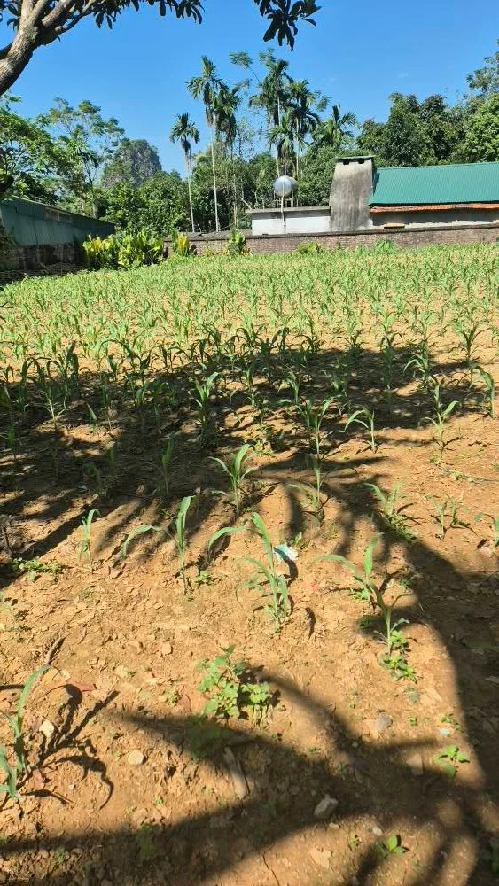 Bán đất Ba Vì 300m2, mặt tiền 10m giá 1 tỷ - Ảnh thu nhỏ 2