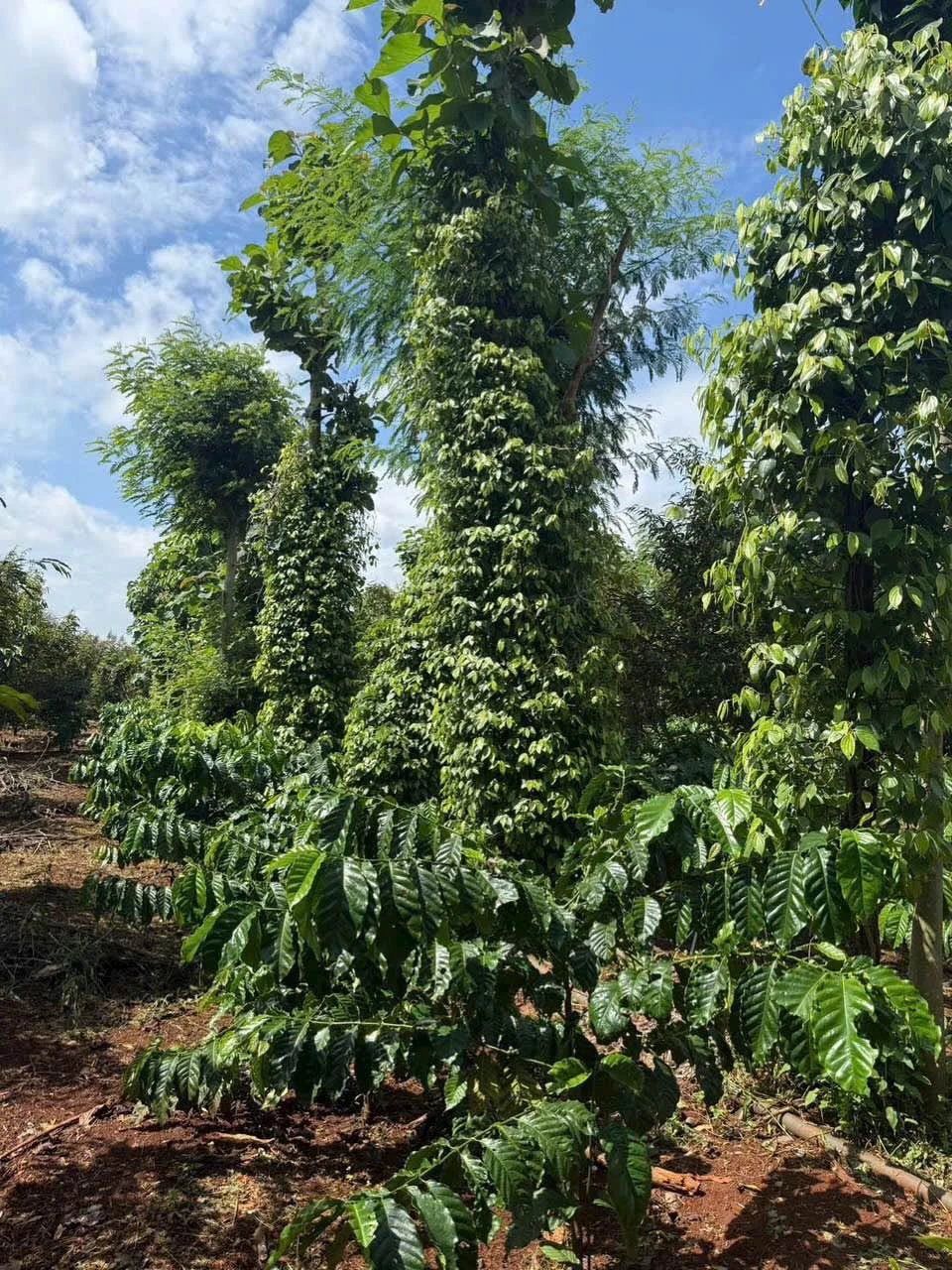 Bán 1,1 ha đất sầu riêng cafe ở Buôn Ma Thuột - Ảnh 1