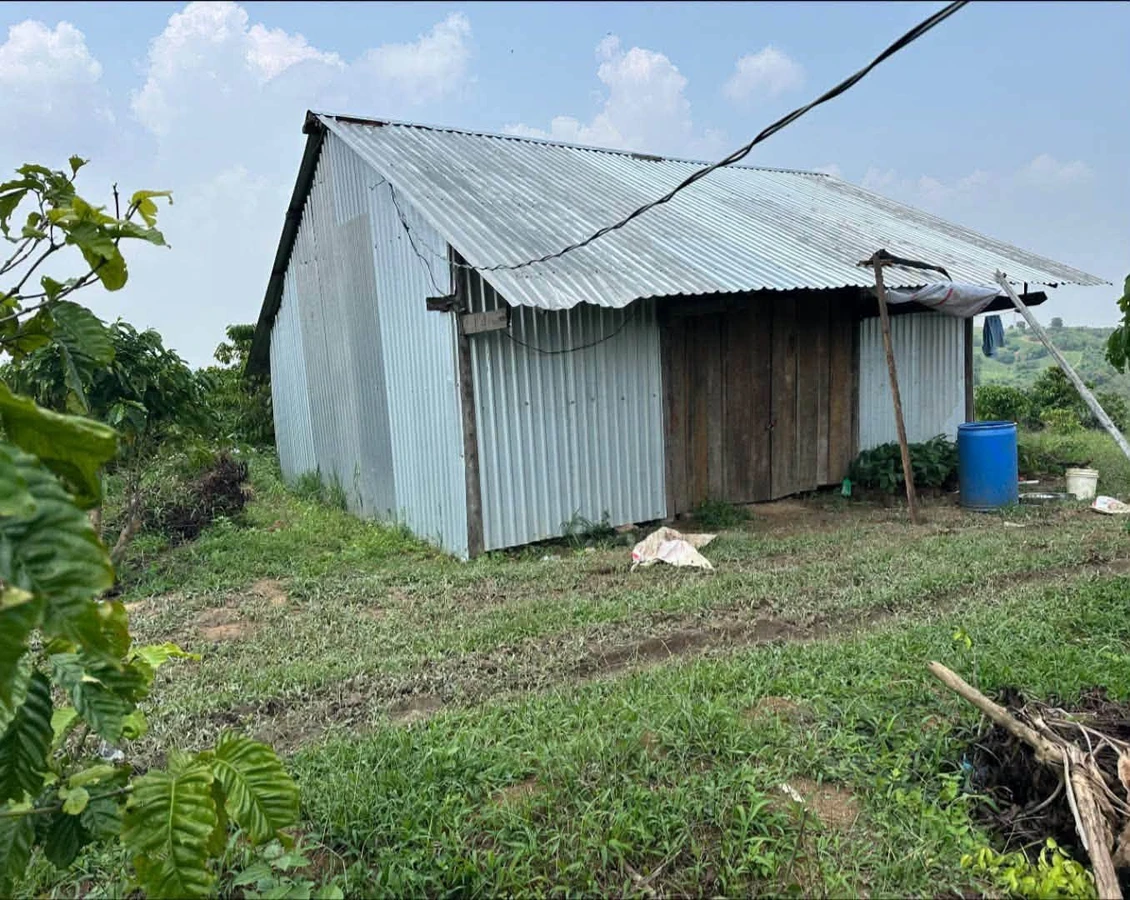 Bán 2,5ha rẫy cà phê Đắk Mil 1,799 tỷ - Ảnh thu nhỏ 2