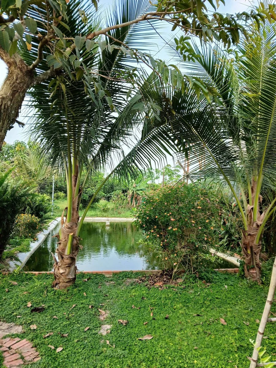 Bán đất vườn 1000m² tại Đồng Nai, gần KCN Becamex - Ảnh thu nhỏ 2