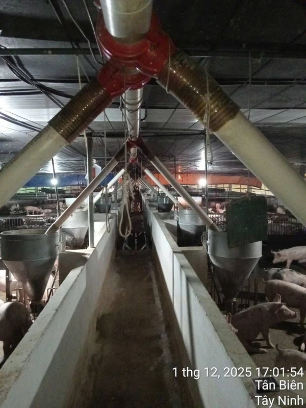 Bán trại heo 13.584 m² tại Tây Ninh, 11 tỷ
