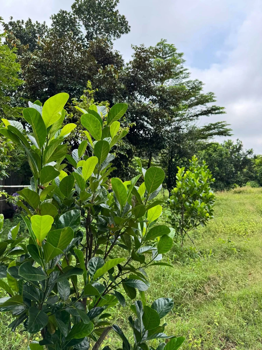 Bán nhà vườn cao su 1.49ha Bù Đốp Bình Phước - Ảnh thu nhỏ 2