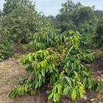 Bán đất 2 hectare có cây kinh doanh tại Eahleo - Ảnh thu nhỏ 4