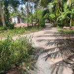 Bán đất vườn dừa 1,2 mẫu tại Mỹ Hòa, Ba Tri - Ảnh thu nhỏ 1