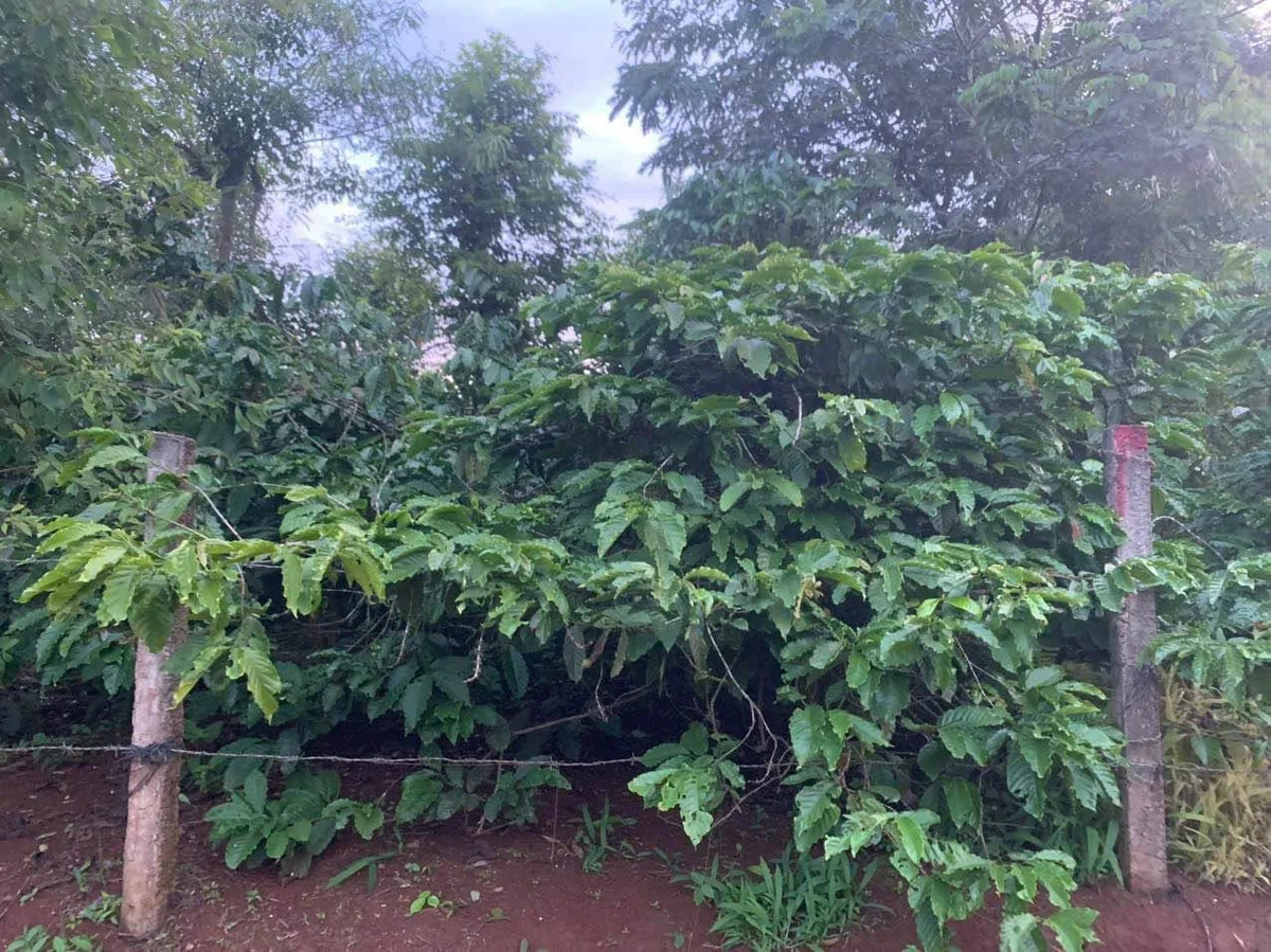 Bán đất 2 mặt tiền Buôn Hồ 1.82 sào giá 1 tỷ 850 triệu - Ảnh 1