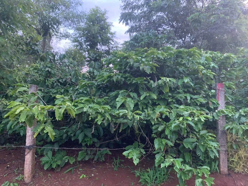 Bán đất 2 mặt tiền Buôn Hồ 1.82 sào giá 1 tỷ 850 triệu