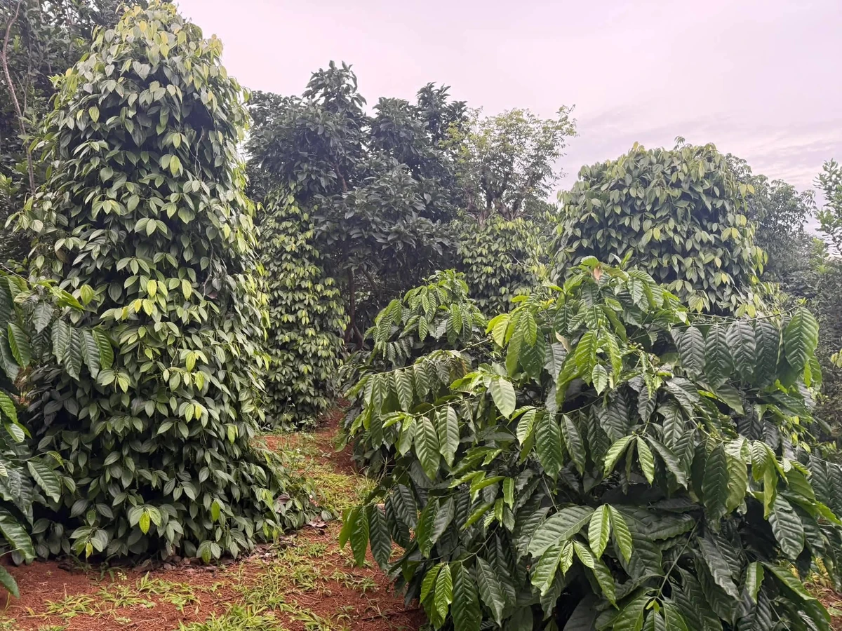 Bán đất 1.6ha mặt đường Cần Giờ - Ảnh thu nhỏ 4