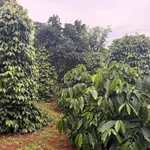 Bán đất 1.6ha mặt đường Cần Giờ - Ảnh thu nhỏ 4