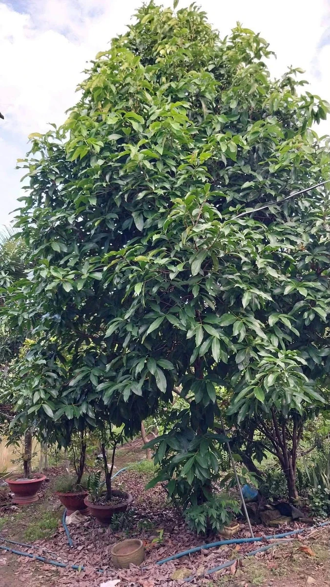 Bán vườn nghỉ dưỡng 6.800m² Xuân Lộc, Đồng Nai - Ảnh thu nhỏ 5