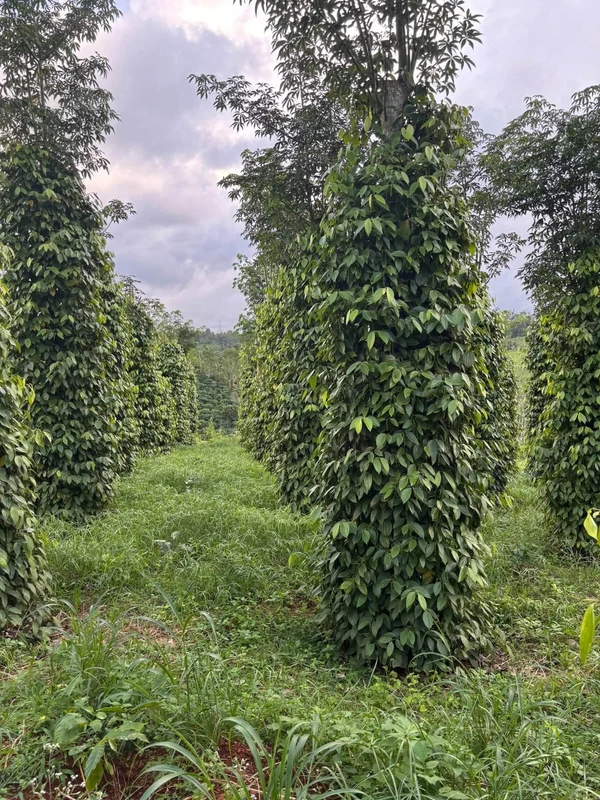 Bán gấp lô đất 7000m² Lâm Đồng 1 tỷ 1