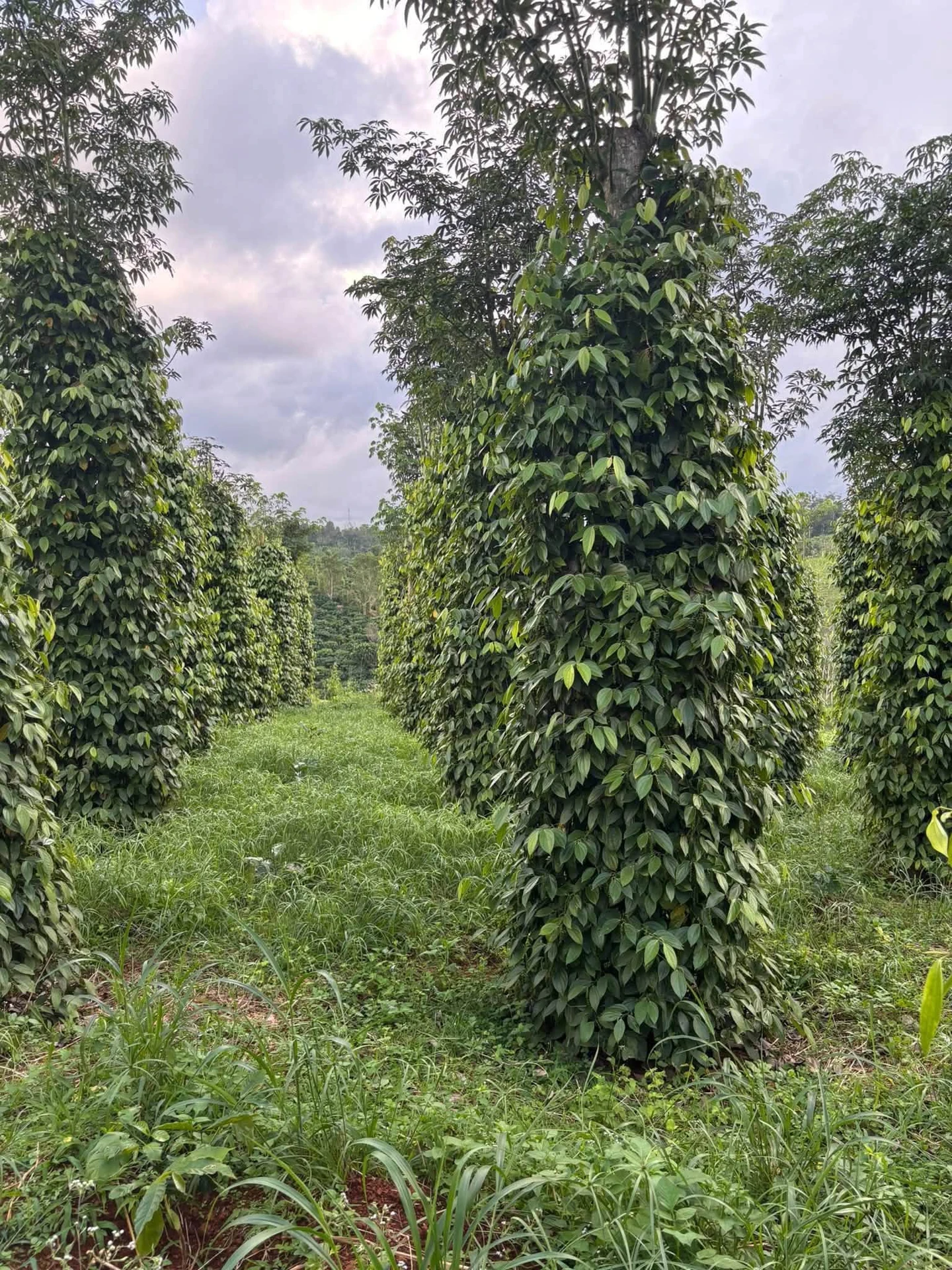 Bán gấp lô đất 7000m² Lâm Đồng 1 tỷ 1 - Ảnh 1