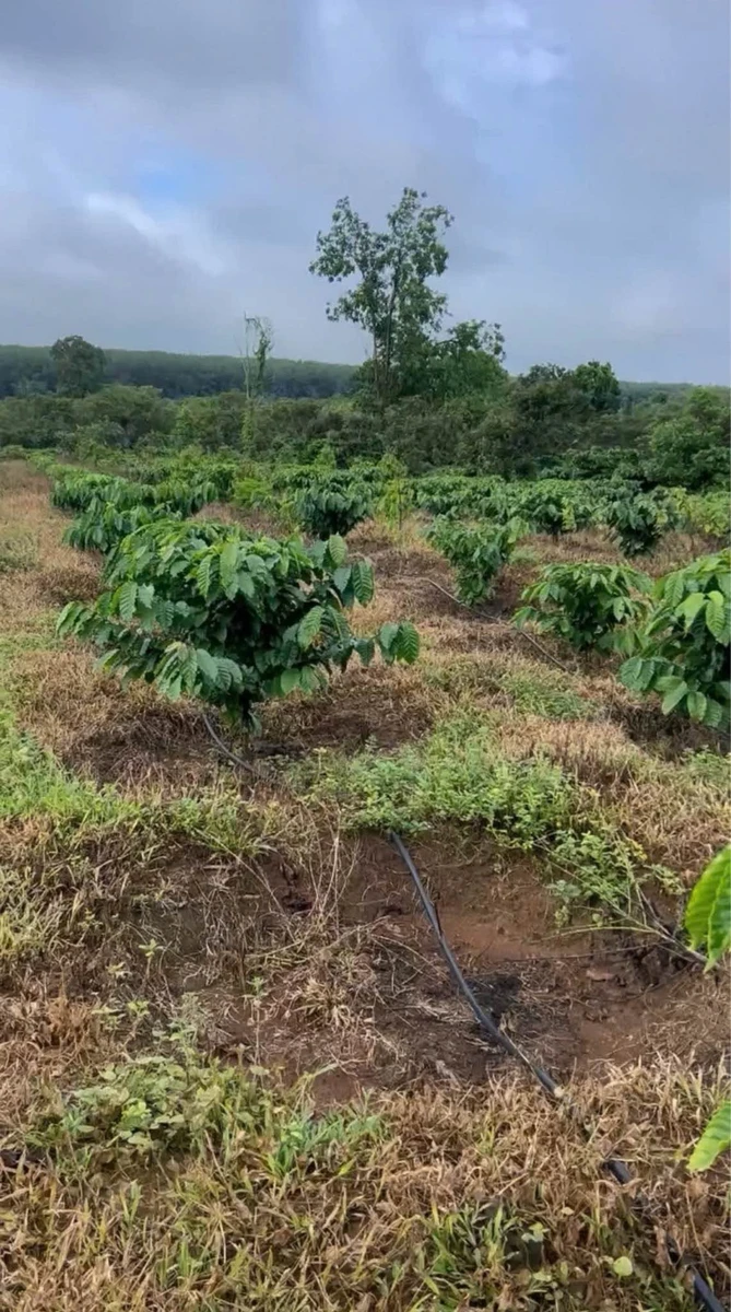 Bán 6ha rẫy cà phê Ia Tô, Gia Lai - 7 tỷ 990 triệu - Ảnh thu nhỏ 3