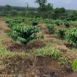 Bán 6ha rẫy cà phê Ia Tô, Gia Lai - 7 tỷ 990 triệu - Ảnh thu nhỏ 3