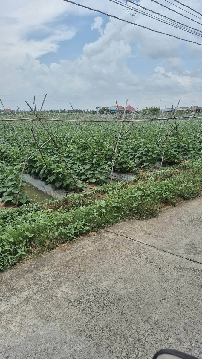 Bán đất lúa 25x40 (1000m2) có thể chuyển thổ cư, view kênh, giá 1,1 tỷ, Hiệp Thạnh Châu Thành - Ảnh thu nhỏ 3