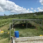 Bán 5ha đất cà phê Đắk R'Lấp 8 tỷ - Ảnh thu nhỏ 4