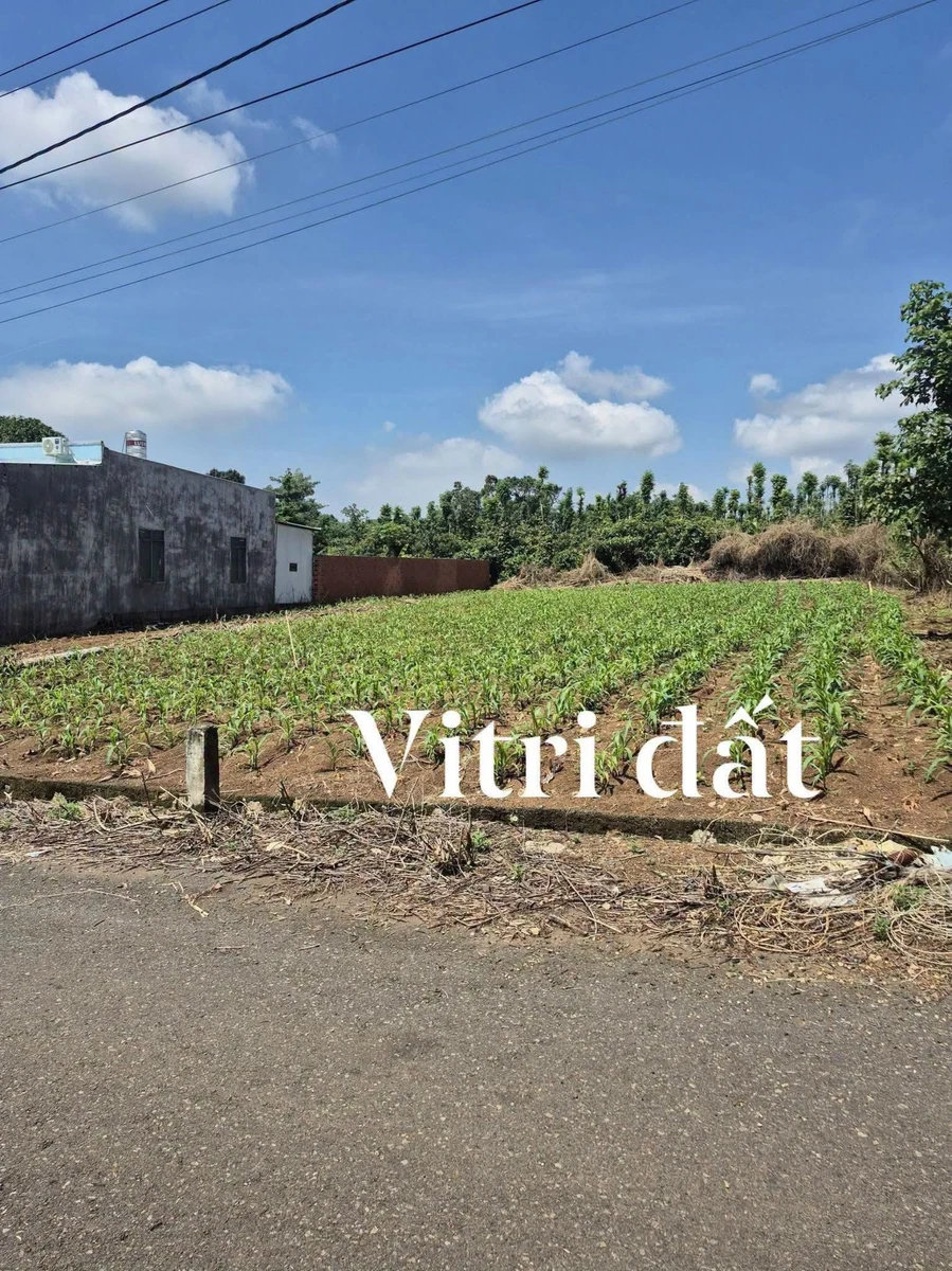Bán biệt thự 443m2 gần Quốc Lộ 56 giá 1 tỷ 200 triệu Hóc Môn - Ảnh thu nhỏ 3