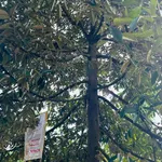 Bán đất giáp Suối Đá lớn - có sẵn thổ cư - mặt tiền nhựa lớn - khu dân cư - Ảnh thu nhỏ 12