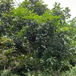 Bán đất vườn Lộc Hiệp 2 sào, 50m mặt tiền, 850 triệu - Ảnh thu nhỏ 4
