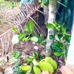 Bán vườn 2000m² góc 2 mặt tiền, Đắk Lắk - Ảnh thu nhỏ 2