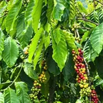 Bán vườn cà phê 4,2 sào ở Buôn Kom Leo, Đắk Lắk - Ảnh thu nhỏ 3