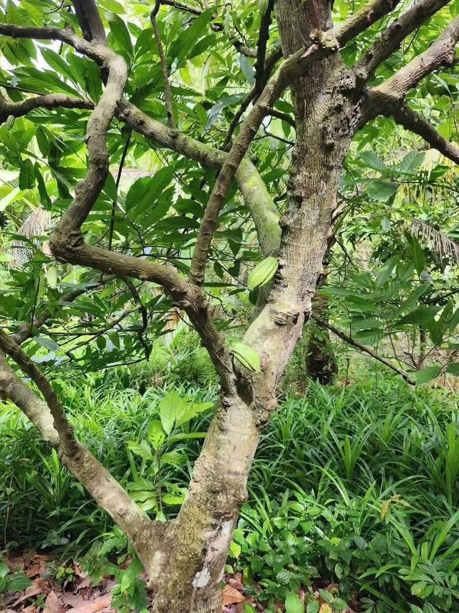 Bán đất 1.7 công Xã Phú Túc, Vĩnh Long - Ảnh thu nhỏ 2