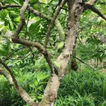 Bán đất 1.7 công Xã Phú Túc, Vĩnh Long - Ảnh thu nhỏ 2