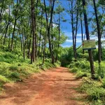 Bán đất 1.000m² có nhà nhỏ tại Phong Điền, Huế - Ảnh thu nhỏ 2