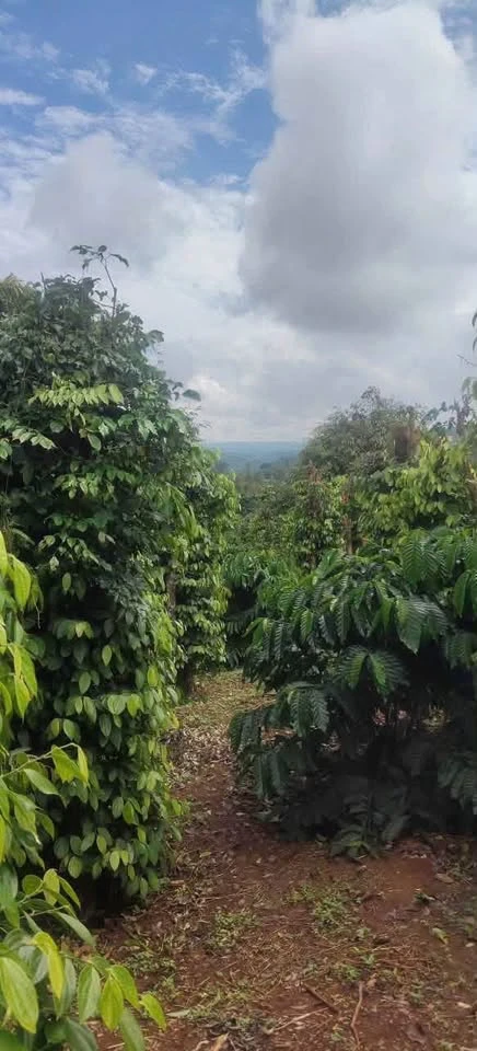 Bán rẫy 1.26ha Gia Nghĩa Lâm Đồng, giá 3 tỷ - Ảnh thu nhỏ 2